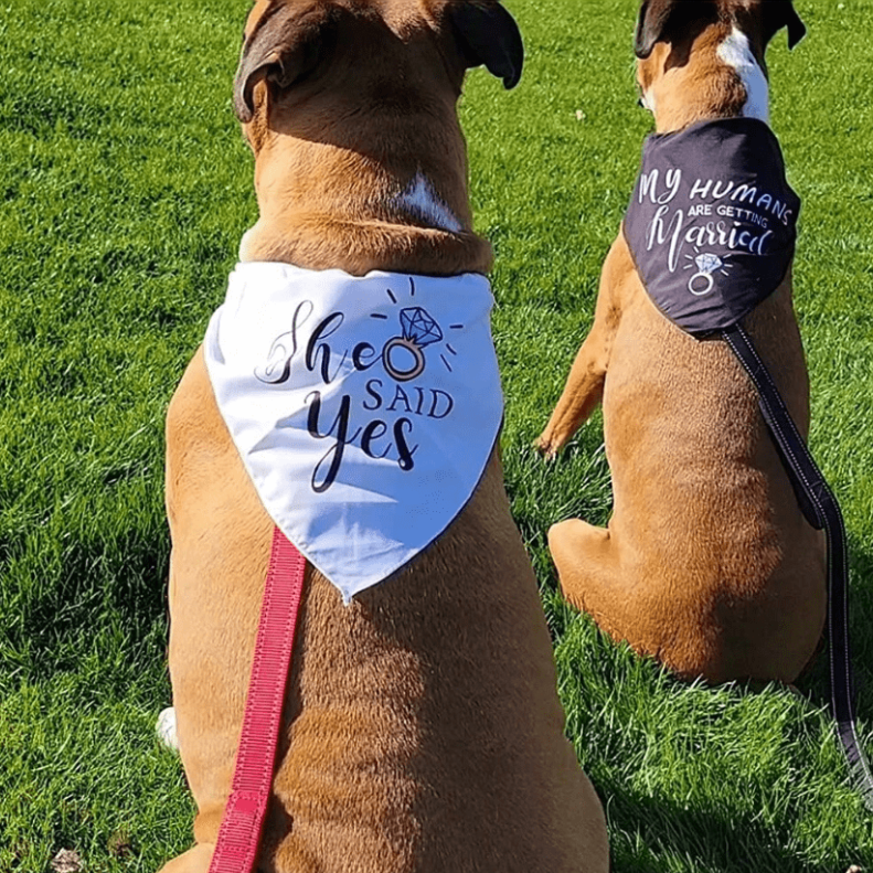 My Humans Are Getting Married She Said Yes Dog Bandana