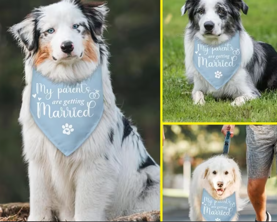 My Parents Are Getting Married She Said Yes Dog Bandana blue